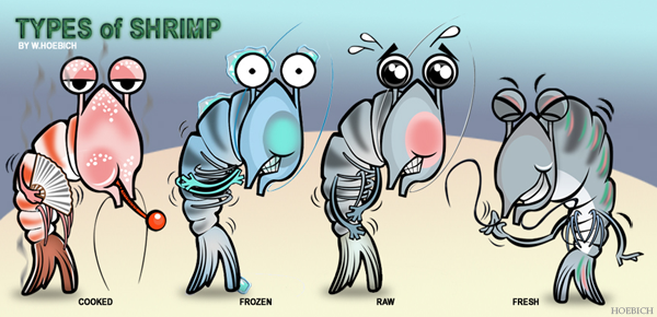 4 Fresh shrimp types: cooked, frozen, raw, fresh